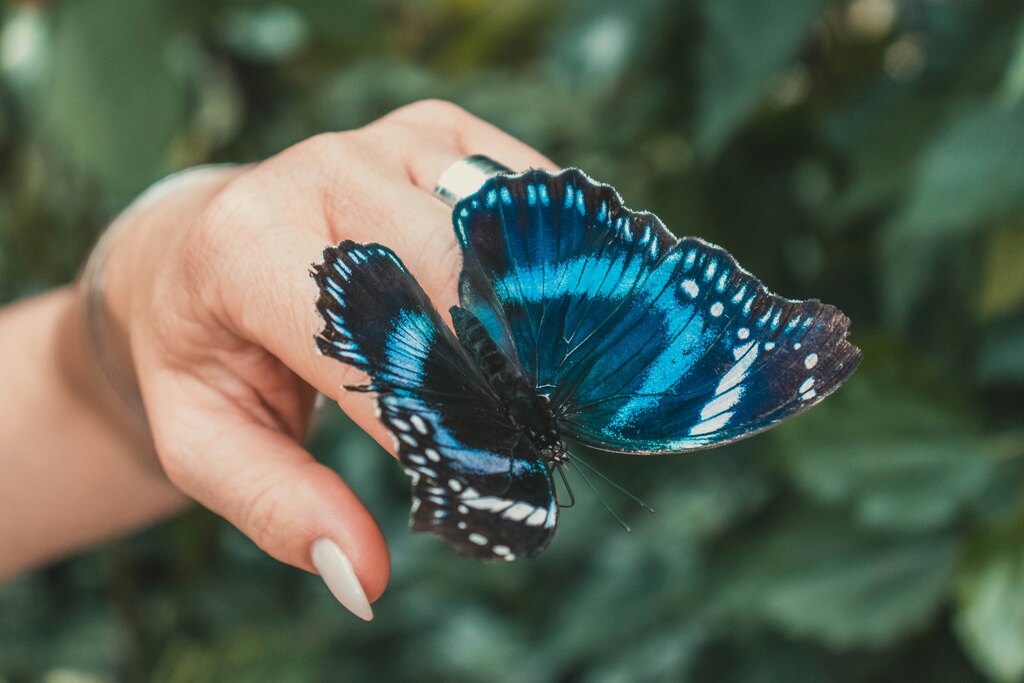 Significado espiritual da borboleta azul: o que ela te revela