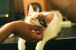 8 motivos para adotar um gato e dar de presente para sua namorada no Dia dos Namorados