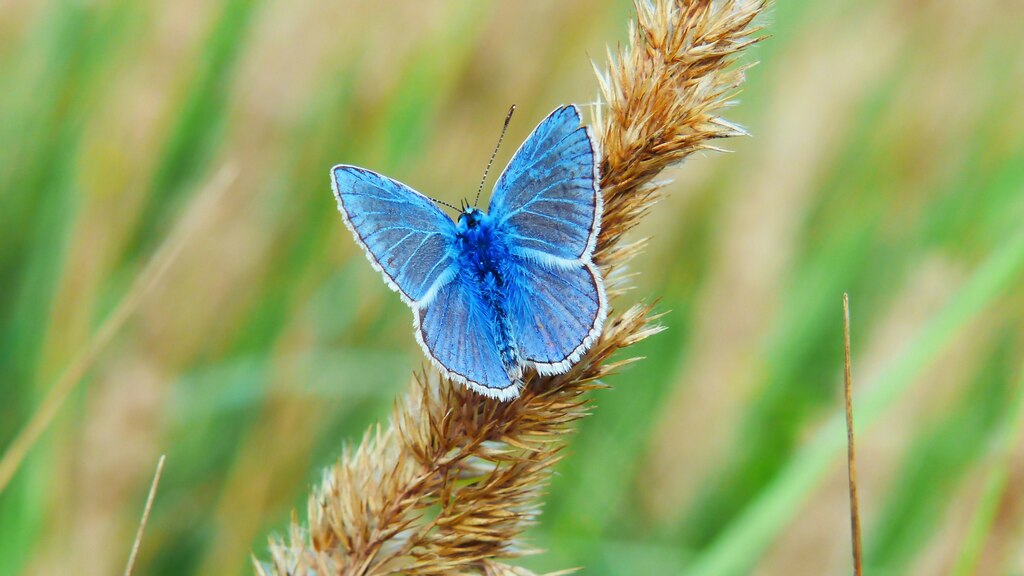 significado-espiritual-da-borboleta-azul-mudança