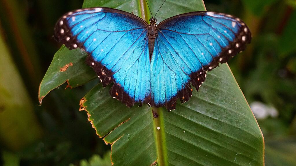 significado-espiritual-da-borboleta-azul