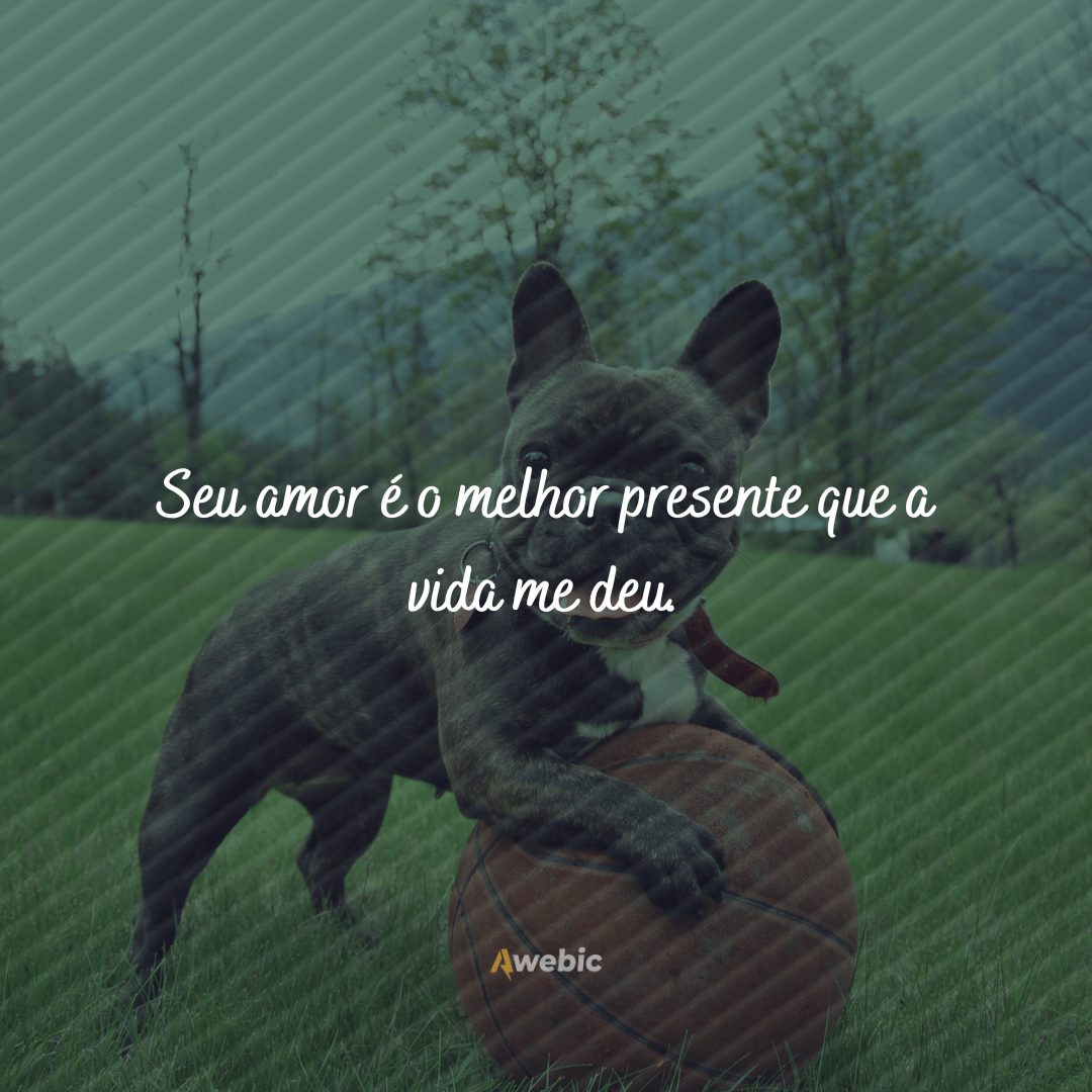 Frases de carinho para cachorro querido que você ama