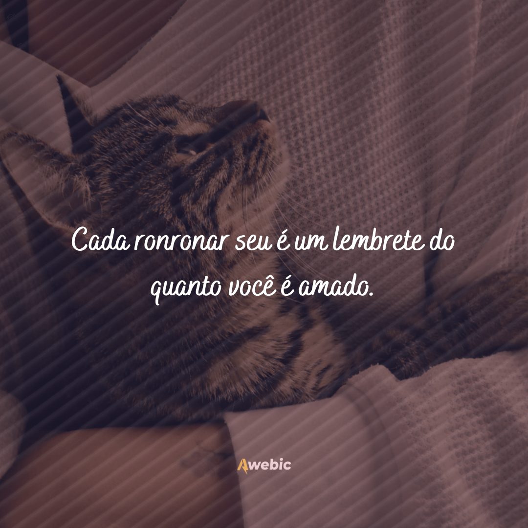 Frases de carinho para gato: seu amigão merece demais