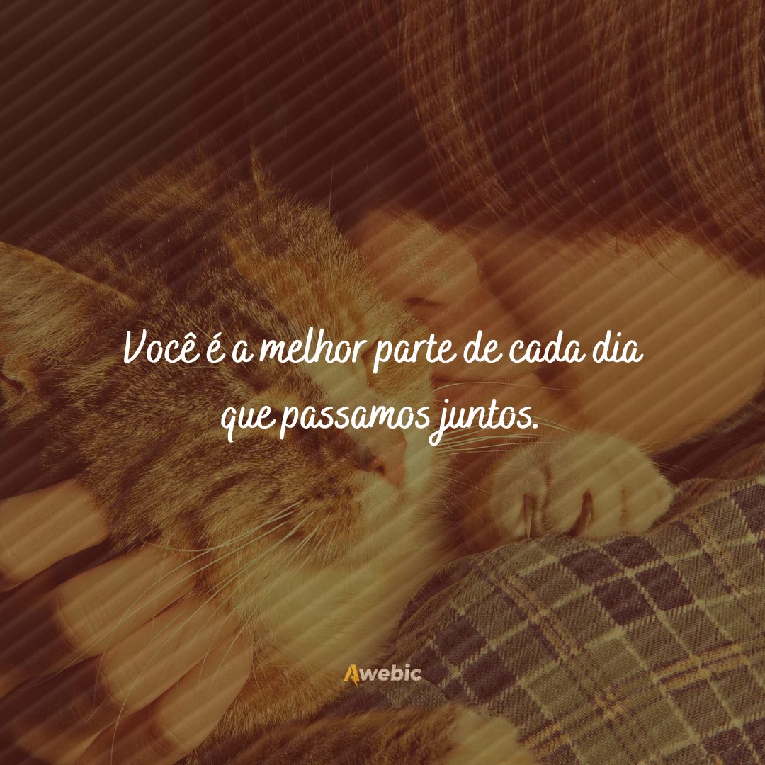 Frases de carinho para gato: seu amigão merece demais