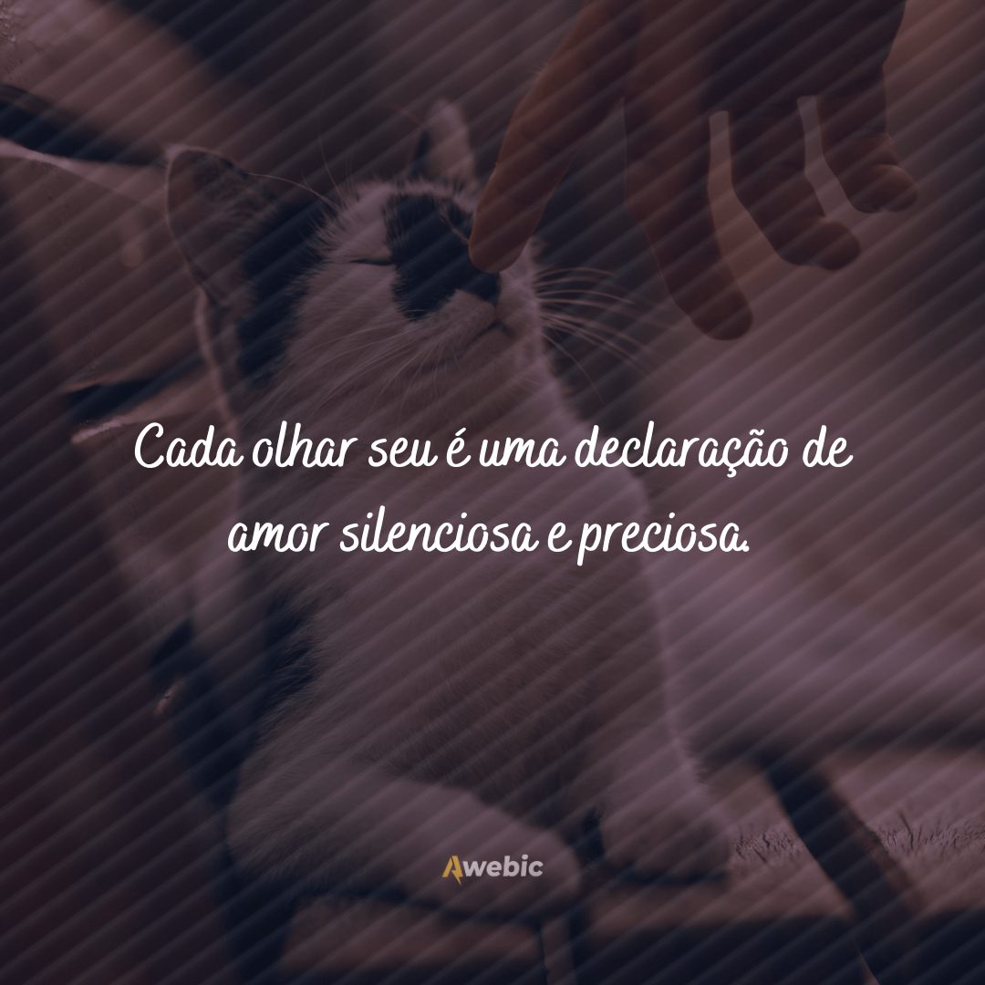 Frases de carinho para gato: seu amigão merece demais