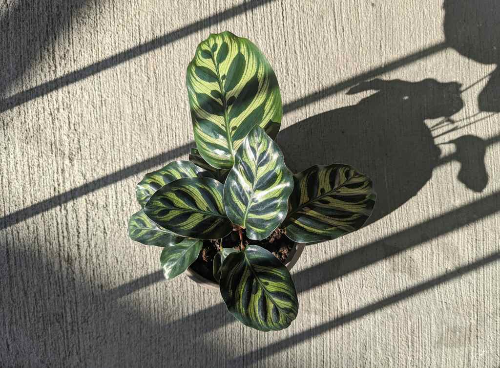 planta-na-sua-sala-calatheas-serenidade