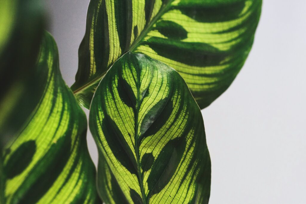 planta-na-sua-sala-calatheas-serenidade