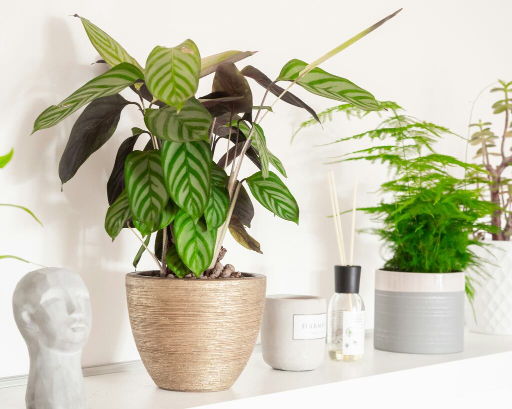 planta-na-sua-sala-calatheas-serenidade