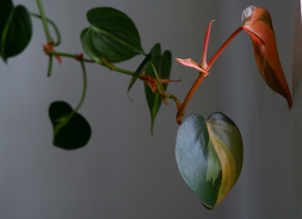 plantas-trepadeiras-para-colocar-na-sala-de-crescimento-rápido