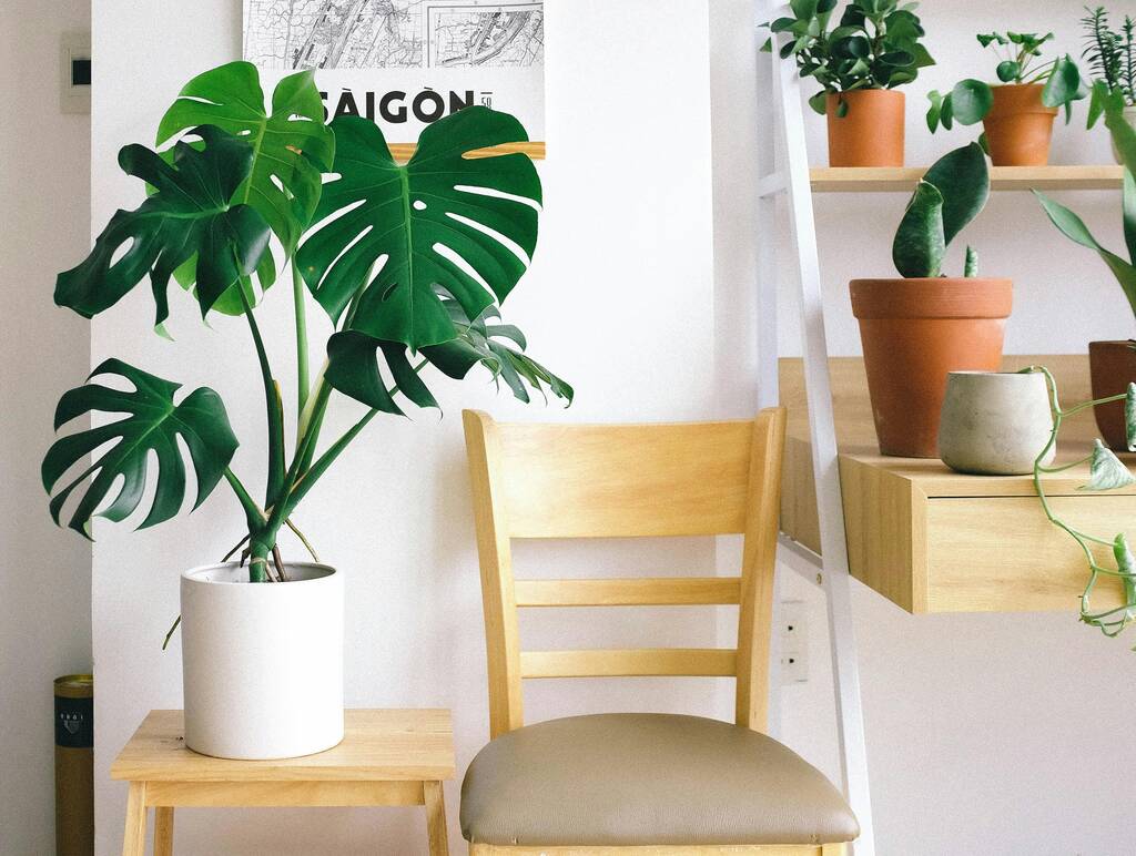 Plantas trepadeiras para colocar na sala: decoração e muita beleza