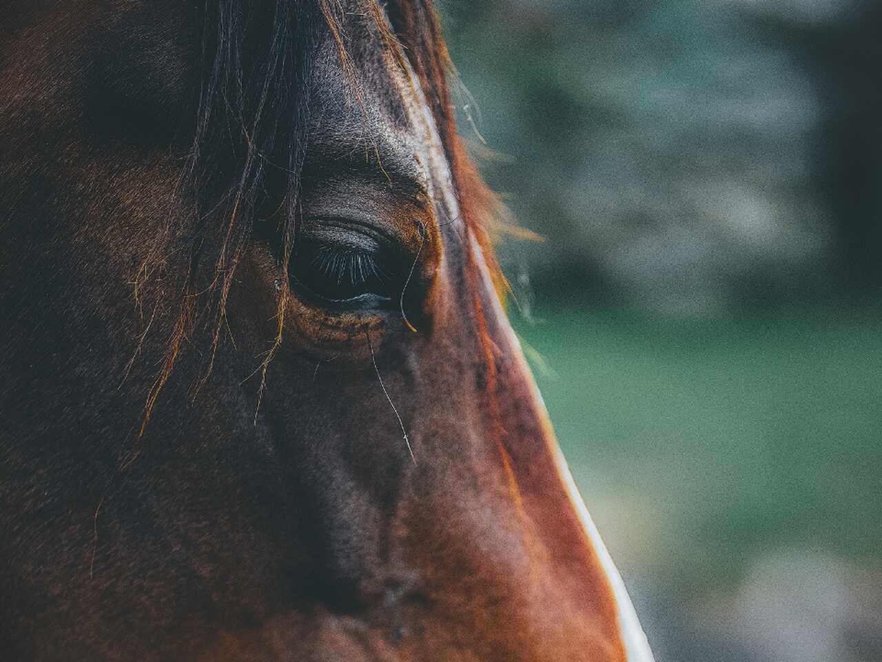 como interpretar sonhos com cavalo