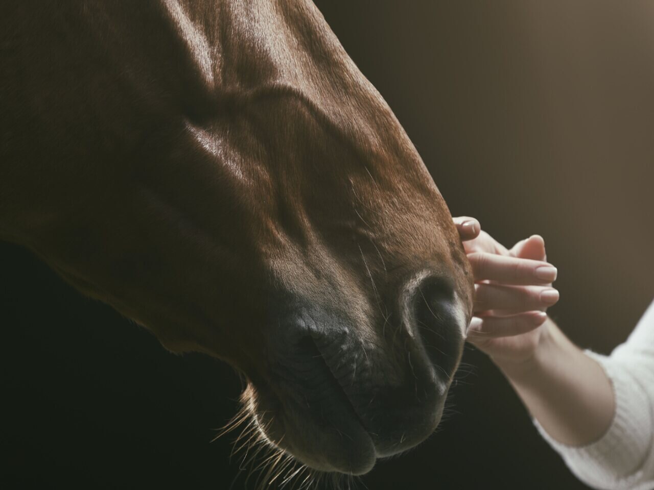 Sonhar com cavalo é algo estranho? Veja o que sonhos com cavalos significam