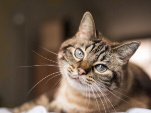 Dia Mundial do Gato: 7 curiosidades surpreendentes sobre esses felinos! 🐱