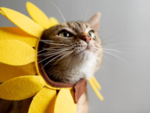 A planta que os gatos odeiam: coloque no jardim e não chegarão perto