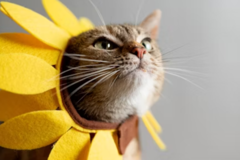 A planta que os gatos odeiam: coloque no jardim e não chegarão perto